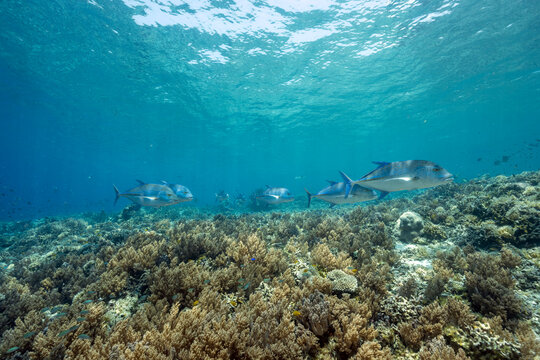 Bluefin trevallies, Caranx melampygus, Raja Ampat Indonesia.