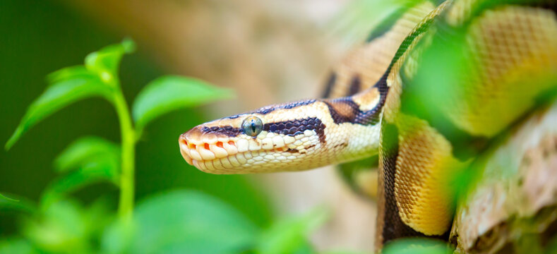 A python lies on the ground and on rocks in the wild.Close-up of a boa constrictor on a tree. Snake skin. Reptile.