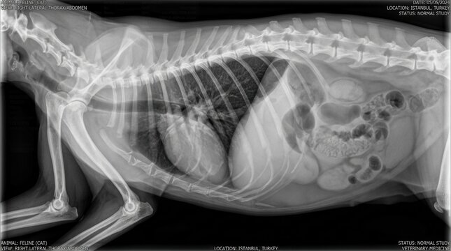Feline Cat Thorax and Abdomen X Ray Veterinary Medical Diagnostic Image