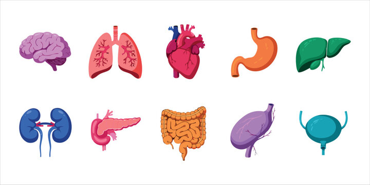 Human Internal Organs Medical Anatomy Icons Set &ndash; Brain, Lungs, Heart, Stomach, Liver, Kidneys and Digestive System Vector Illustration. human organs, internal organs, anatomy, medical anatomy,