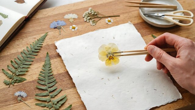 Hand placing pressed pansy flower on handmade paper with tweezers for botanical herbariums