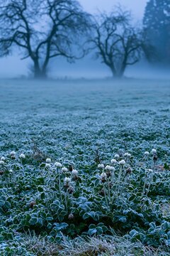 Clover apple meadow with frost and trees in the distance