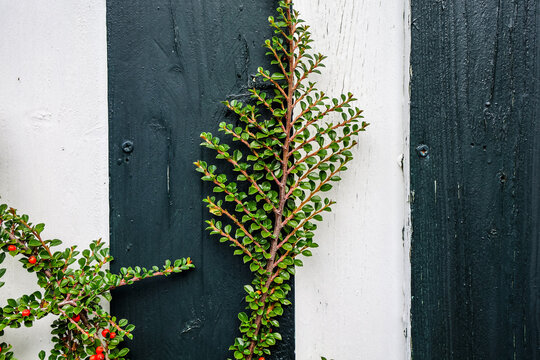 Green climbing plant with red berries on monochrome wood wall