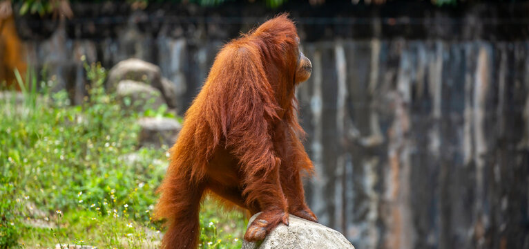 A close-up of an orangutan. A wild primate against a jungle backdrop. The intelligent ape, with its distinctive reddish fur, is raising awareness for wildlife conservation.