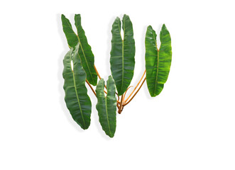 Philodendron Billietiae Croat green leaves isolated on white background © louisnina