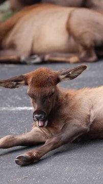 Cutest Ever Tiny Elk Calf Big Yawn Sounds like Squeaky Toy