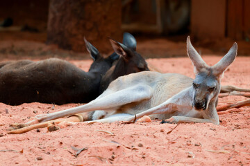 Kangaroos Resting on Red Sand Ground, Lying Down Together © pumppump