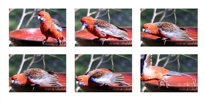 Crimson Rosella preparing for flight - series of six images