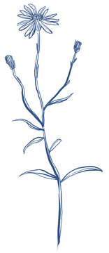 Vintage Blue Aster Flower Hand Drawn Illustration