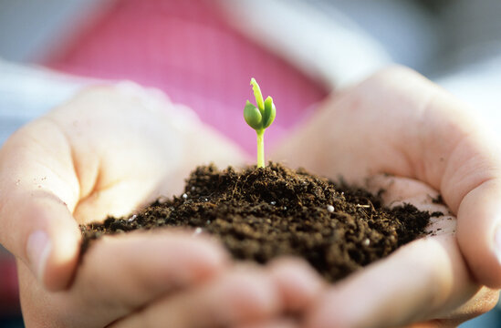 Man holding seedling, close-up