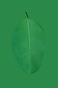 Minimalist close-up of a single green leaf on green background