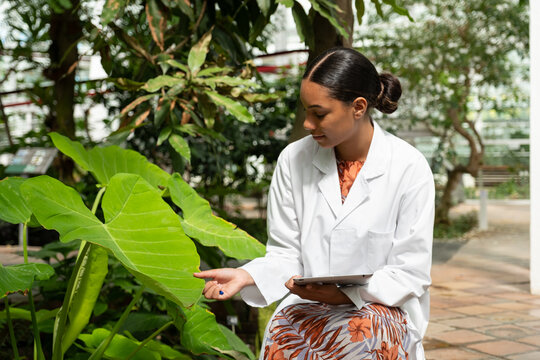 Female botanist examines a large green leaf with a digital tablet