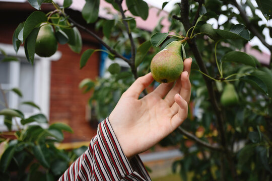 Girl picking a fresh pear from a tree in the garden during summer