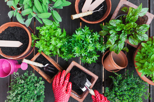 Gardening, medicinal and kitchen plants