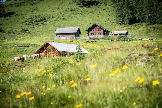Alpine huts and grazing cows in a flowering meadow in Austria
