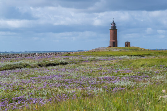 Lighthouse and sea lavender on Hallig Langeness in Germany