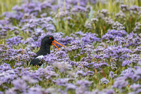 An oystercatcher opens its beak among sea lavender in Germany