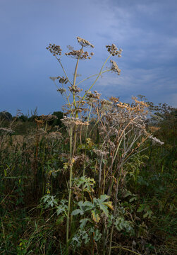 Tall hogweed plant in a field on a gloomy day in the Netherlands