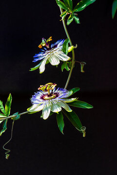 Blooming passion flower on a vine against a black background
