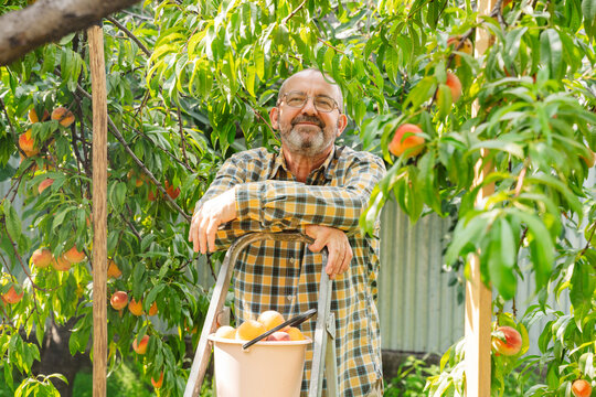 Senior man harvests fresh peaches in his backyard garden