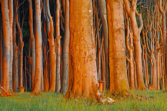 Mecklenburg-Western Pomerania, Beech tree forest at sunrise