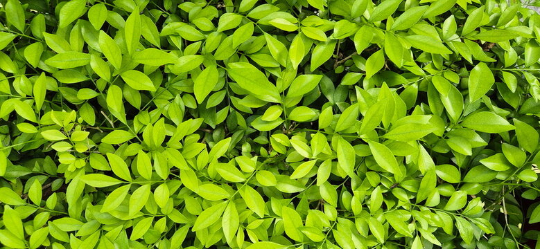 Orange Jasmine has ovate to egg-shaped leaves with pointed tips, a glossy surface, and a bright green color. Its dense branching makes it popular as a shrub to create a natural hedge around house. 
