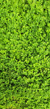Vertical image of Spikemoss has small, scale-like green leaves arranged alternately and spreading out in single plane. Selaginella kraussiana has creeping stems. Rainbow Spikemoss,Blue Spikemoss.
