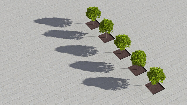 Row of five sugar maples on a square seen from above, 3D Rendering