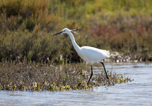 Little egret walks in the marshland of Camargue France