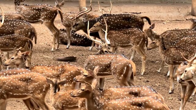Spotted deer roaming in the zoo