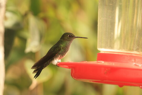 The greenish puffleg (Haplophaedia aureliae cutucuensis) is a species of hummingbird in the "brilliants", tribe Heliantheini in subfamily Lesbiinae. This photo was taken in North Peru.