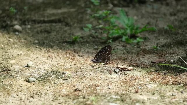 The butterfly on the ground