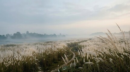Obraz premium A serene landscape featuring a winding path through a field of white kans grass under a soft, misty morning sky with distant trees in the background