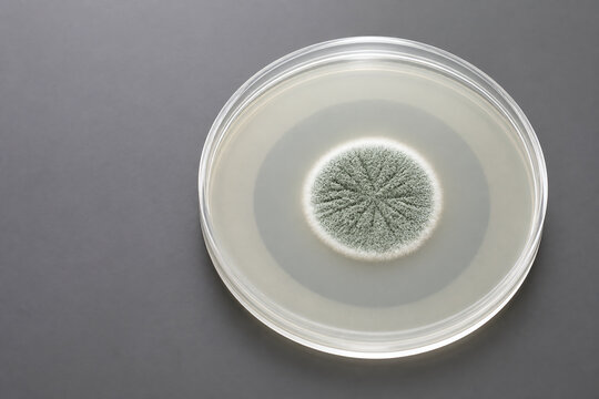 Penicillium Mold Colony With Clear Inhibition Zone