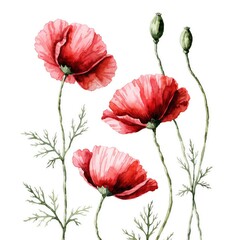 Obraz premium Red Poppy Flower Branch Botanical Watercolor Illustration
