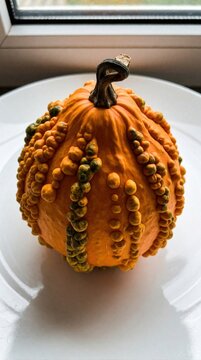 Textured orange gourd rests on white plate near window. Unique bumpy gourd displays green and yellow warts, autumn harvest decor. Seasonal fall produce.