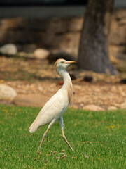 Obraz premium egret walking on lawn