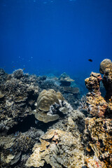 Vibrant table coral and staghorn coral growing on tropical reef in blue ocean. © PIPE DIVE UNDERWATER