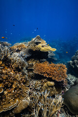 Vibrant table coral and staghorn coral growing on tropical reef in blue ocean. © PIPE DIVE UNDERWATER