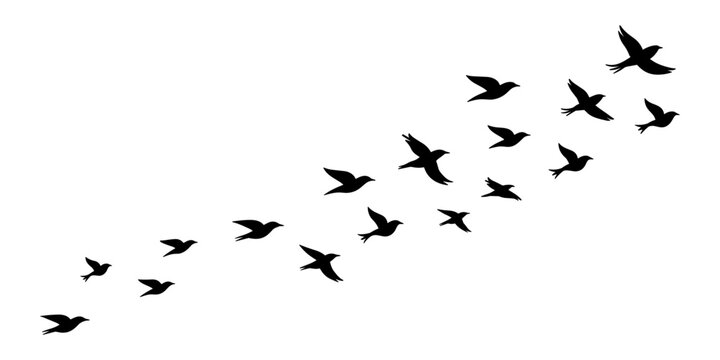 A flock of birds flying in a diagonal formation across the frame isolated on a plain black... wings