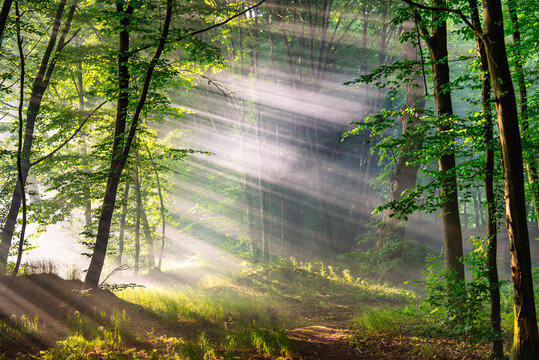 A magical evening in a green forest with dramatic sunbeams piercing through the tree canopy. The volumetric lighting and "god rays" are beautifully enhanced by campfire smoke lingering in the air