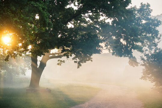 A picturesque and atmospheric rural landscape: a spreading tree with bright sunbeams breaking through its foliage. Everything around is shrouded in thick fog.
