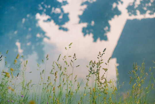 A dreamy, soft-focus rural landscape featuring tall wild meadow grasses in sharp focus in the foreground.