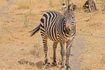 africa safari © andrea