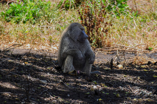 africa safari