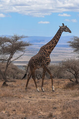 africa safari © andrea