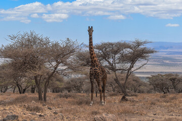 africa safari © andrea