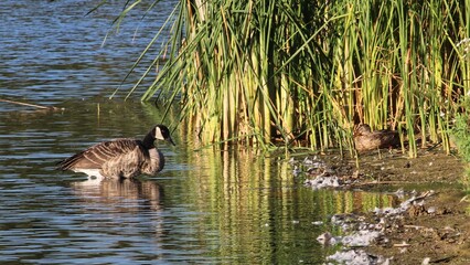 Canada goose and Mallard © RightNLeft