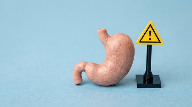 Human stomach model with warning sign for gastritis and ulcer