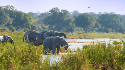 ​Group of three African elephants wading in a river at Kruger National Park. © PABLO